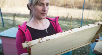 Včela medonosná - YouTube - Lenka Frolová